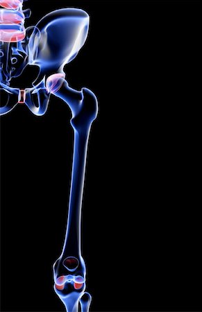 pelvis anatomy - The bones of the hip and lower limb Stock Photo - Premium Royalty-Free, Code: 671-02096372