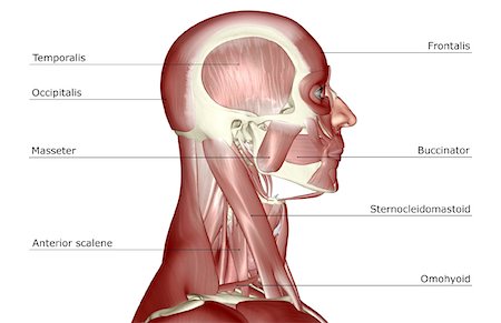 skeleton neck - The muscles of the head and neck Foto de stock - Sin royalties Premium, Código: 671-02096383