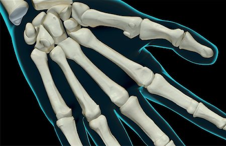 The bones of the hand Foto de stock - Sin royalties Premium, Código: 671-02096396