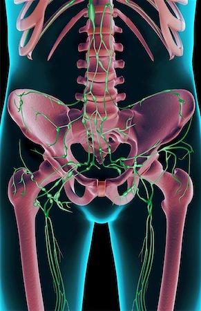 The lymph supply of the pelvis Stock Photo - Premium Royalty-Free, Code: 671-02096398
