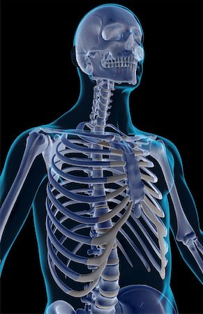 simsearch:671-02095632,k - The bones of the upper body Fotografie stock - Premium Royalty-Free, Codice: 671-02096405