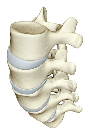 The lumbar vertebrae Foto de stock - Sin royalties Premium, Código: 671-02096400