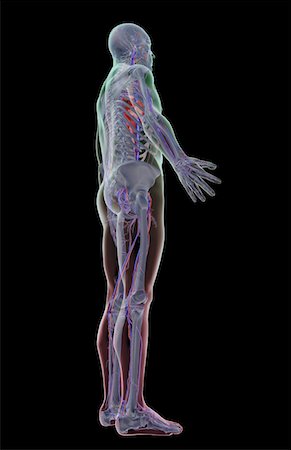 simsearch:671-02096698,k - The vascular system Stock Photo - Premium Royalty-Free, Code: 671-02096425