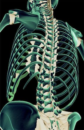 simsearch:671-02096698,k - The ligaments of the upper body Stock Photo - Premium Royalty-Free, Code: 671-02096423
