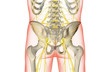 sistema nervoso - The nerves of the lower body Foto de stock - Royalty Free Premium, Número: 671-02096431
