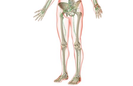 The lymph supply of the lower body Foto de stock - Sin royalties Premium, Código: 671-02096445