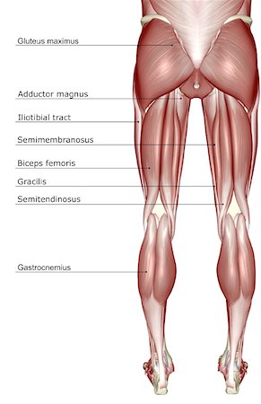 The muscles of the lower body Foto de stock - Sin royalties Premium, Código: 671-02096443