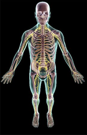 simsearch:671-02099555,k - The nervous system Fotografie stock - Premium Royalty-Free, Codice: 671-02096454