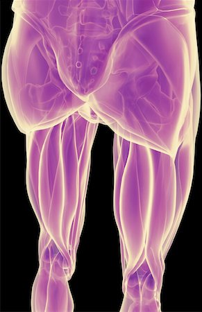 pelvis muscles - Les muscles des membres inférieurs Photographie de stock - Premium Libres de Droits, Code: 671-02096457