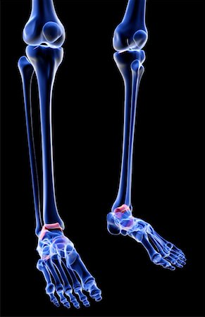 simsearch:671-02097719,k - The bones of the leg Foto de stock - Sin royalties Premium, Código: 671-02096467