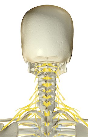 simsearch:671-02098304,k - The nerves of the neck Stock Photo - Premium Royalty-Free, Code: 671-02096460