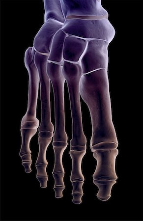simsearch:671-02093078,k - The bones of the foot Stock Photo - Premium Royalty-Free, Code: 671-02096470