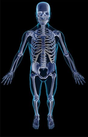 simsearch:671-02099555,k - The skeletal system Fotografie stock - Premium Royalty-Free, Codice: 671-02096473