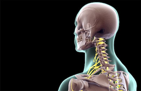 simsearch:671-02098304,k - The nerves of the neck Stock Photo - Premium Royalty-Free, Code: 671-02096484