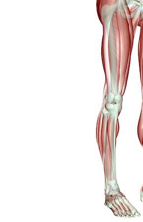 The musculoskeleton of the lower limb Stock Photo - Premium Royalty-Free, Code: 671-02096485