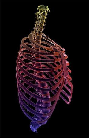 side view ribs anatomy - The thorax Stock Photo - Premium Royalty-Free, Code: 671-02096488