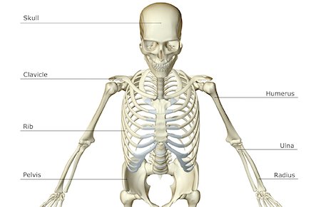 The bones of the upper body Stock Photo - Premium Royalty-Free, Code: 671-02096482