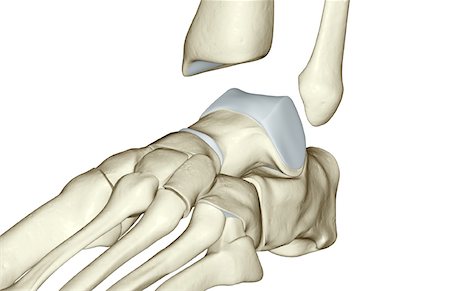 The bones of the foot Stock Photo - Premium Royalty-Free, Code: 671-02096496