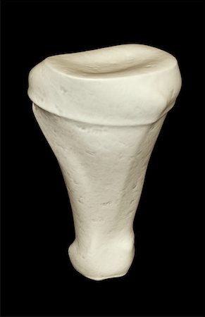 proximal phalanx - The bones of the finger Stock Photo - Premium Royalty-Free, Code: 671-02096492