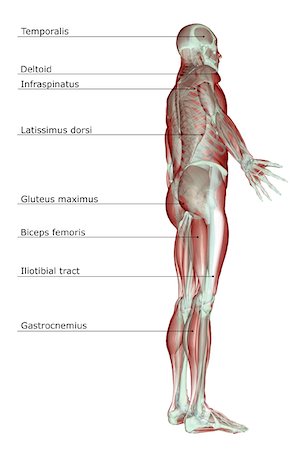 Label The Muscles Of The Body Stock Photos Page 1 Masterfile