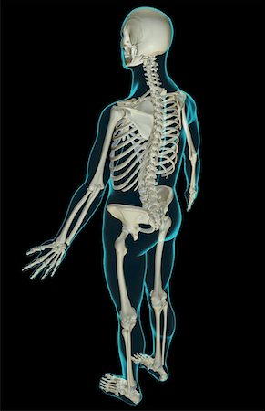 skeleton with black background - The skeletal system Stock Photo - Premium Royalty-Free, Code: 671-02096511