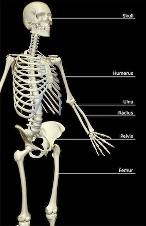 simsearch:671-02097189,k - The bones of the upper body Foto de stock - Sin royalties Premium, Código: 671-02096531