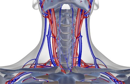 simsearch:671-02096554,k - The blood supply of the neck Fotografie stock - Premium Royalty-Free, Codice: 671-02096554