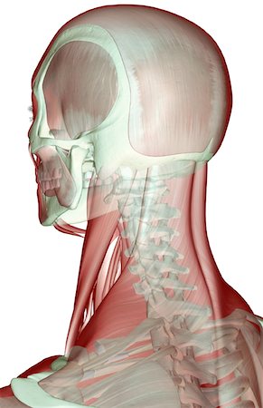 The musculoskeleton of the head and neck Stock Photo - Premium Royalty-Free, Code: 671-02096557