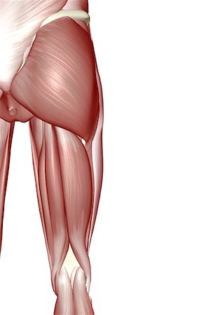 pelvis muscles - The muscles of the hip and lower limb Foto de stock - Sin royalties Premium, Código: 671-02096550