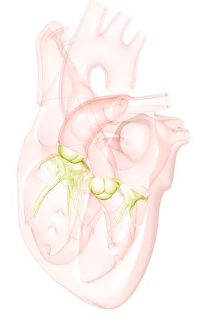 simsearch:671-02095772,k - Sectional anatomy of the heart. Foto de stock - Sin royalties Premium, Código: 671-02096553