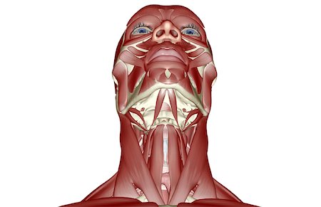 The muscles of the head and neck Stock Photo - Premium Royalty-Free, Code: 671-02096568