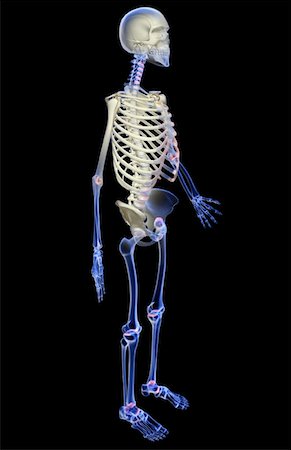 rib cage three quarter view - The skeletal system Stock Photo - Premium Royalty-Free, Code: 671-02096573