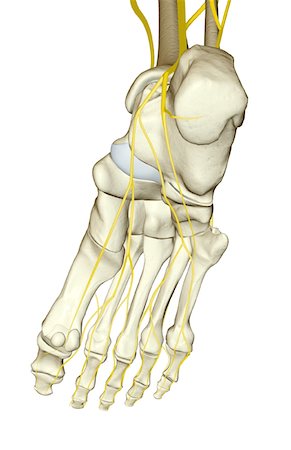 The nerves of the foot Foto de stock - Sin royalties Premium, Código: 671-02096588