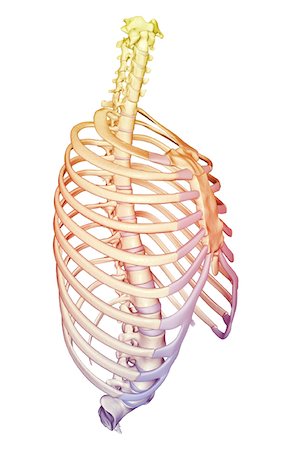 side view ribs anatomy - The thorax Stock Photo - Premium Royalty-Free, Code: 671-02096589