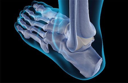 simsearch:671-02095525,k - The bones of the foot Stock Photo - Premium Royalty-Free, Code: 671-02096582