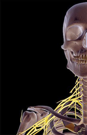 front of shoulder nerve anatomy - The nerves of the neck Stock Photo - Premium Royalty-Free, Code: 671-02096591