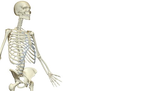 simsearch:671-02097189,k - The bones of the upper body Foto de stock - Sin royalties Premium, Código: 671-02096593