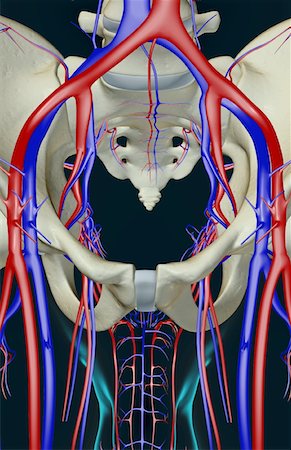 pelvis anatomy - The blood supply of the pelvis Stock Photo - Premium Royalty-Free, Code: 671-02096609