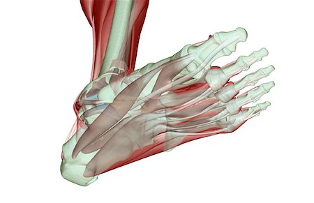 simsearch:671-02094652,k - The musculoskeleton of the foot Stock Photo - Premium Royalty-Free, Code: 671-02096602