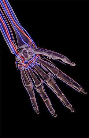 skeleton hand - The blood supply of the hand Stock Photo - Premium Royalty-Free, Code: 671-02096622