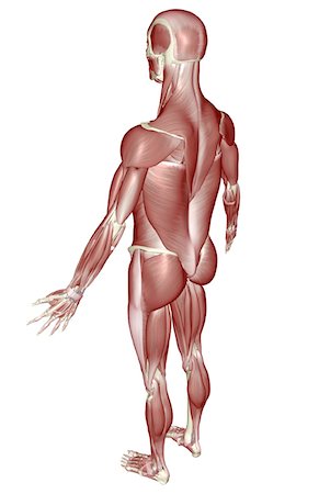 picture back muscles human body - The muscular system Stock Photo - Premium Royalty-Free, Code: 671-02096639