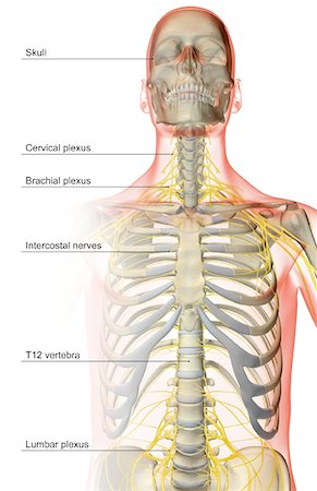 simsearch:671-02092292,k - The nerves of the upper body Stock Photo - Premium Royalty-Free, Code: 671-02096654