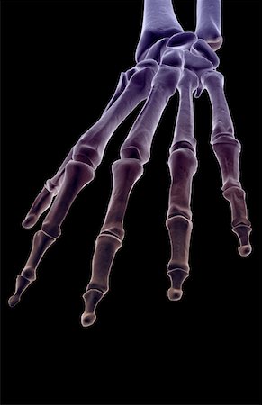 The bones of the hand Stock Photo - Premium Royalty-Free, Code: 671-02096656