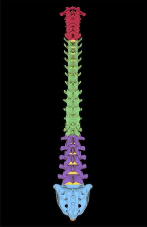 The vertebral column Stock Photo - Premium Royalty-Free, Code: 671-02096659