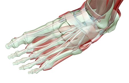 simsearch:671-02096126,k - The musculoskeleton of the foot Stock Photo - Premium Royalty-Free, Code: 671-02096661