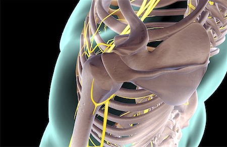 front of shoulder nerve anatomy - The nerves of the shoulder Stock Photo - Premium Royalty-Free, Code: 671-02096683