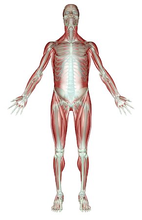 Le système musculo-squelettique Photographie de stock - Premium Libres de Droits, Code: 671-02096690