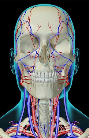 face illustration - The blood supply of the head, neck and face Stock Photo - Premium Royalty-Free, Code: 671-02096707