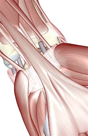 Die Muskeln des Handgelenks Stockbilder - Premium RF Lizenzfrei, Bildnummer: 671-02096703