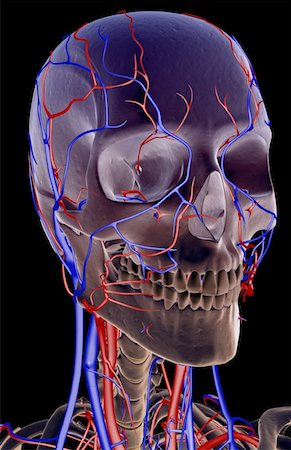 simsearch:671-02096554,k - The blood supply of the head and neck Fotografie stock - Premium Royalty-Free, Codice: 671-02096717
